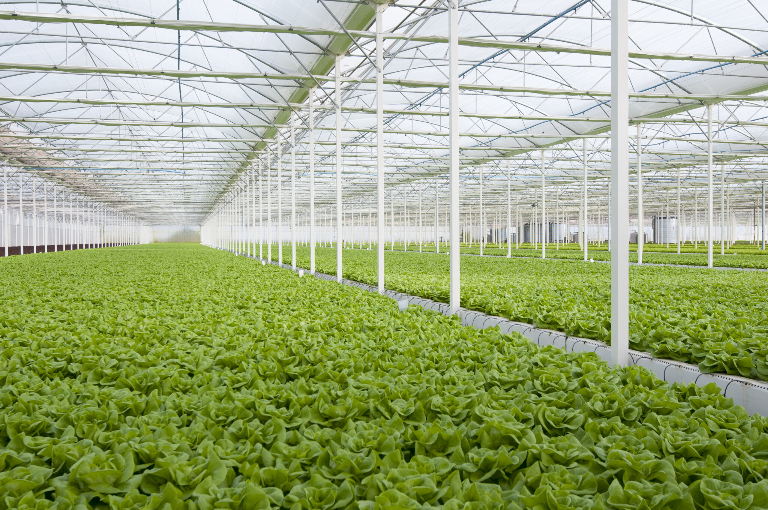 lettuce automated and modern greenhouses